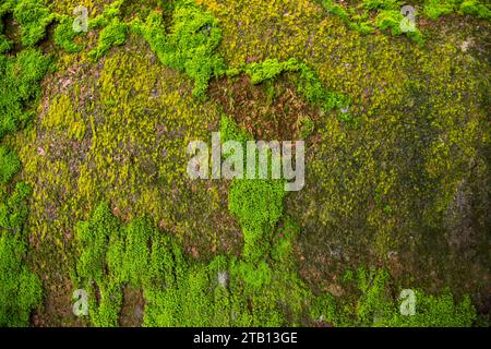 Fungi Green Moss vieux mur en béton abstrait texture fond d'écran. Rusty, grungy, gritty fond vintage Banque D'Images