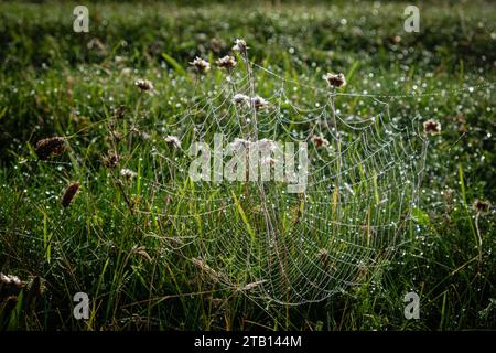 France, Plomeur, 2023-08-07. Une toile d'araignée dans un champ avec de la rosée matinale et des gouttes d'eau sur la toile. Banque D'Images