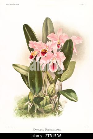 Vieille illustration de l'orchidée de Noël (Cattleya percivaliana). Reichenbachia, de F. Sander. St. Albans, Royaume-Uni, 1888 - 1894 Banque D'Images