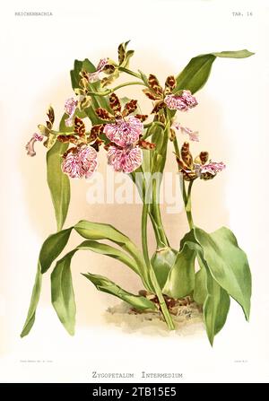 Illustration ancienne du Zygopetalum tacheté (Zygopetalum maculatum). Reichenbachia, de F. Sander. St. Albans, Royaume-Uni, 1888 - 1894 Banque D'Images