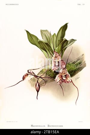 Vieille illustration de Dracula chimaera. Reichenbachia, de F. Sander. St. Albans, Royaume-Uni, 1888 - 1894 Banque D'Images