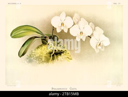 Illustration ancienne de Phalaenopsis leucorrhoda. Reichenbachia, de F. Sander. St. Albans, Royaume-Uni, 1888 - 1894 Banque D'Images