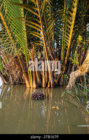 Le palmier Nipa ou les fruits Golpata dans les Sundarbans, un site classé au patrimoine mondial de l'UNESCO et un sanctuaire de la vie sauvage. La plus grande forêt littorale de mangrove du moût Banque D'Images