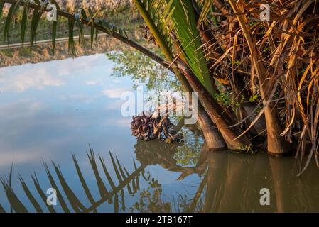 Le palmier Nipa ou les fruits Golpata dans les Sundarbans, un site classé au patrimoine mondial de l'UNESCO et un sanctuaire de la vie sauvage. La plus grande forêt littorale de mangrove du moût Banque D'Images