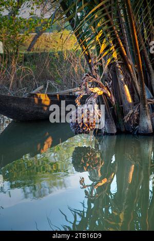 Le palmier Nipa ou les fruits Golpata dans les Sundarbans, un site classé au patrimoine mondial de l'UNESCO et un sanctuaire de la vie sauvage. La plus grande forêt littorale de mangrove du moût Banque D'Images