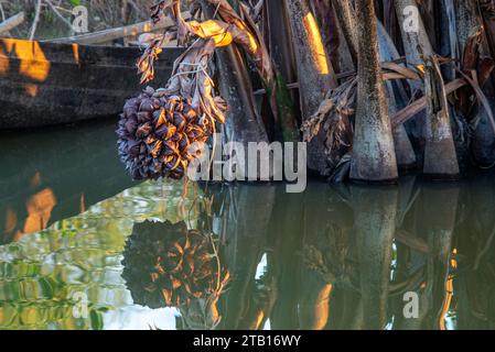 Le palmier Nipa ou les fruits Golpata dans les Sundarbans, un site classé au patrimoine mondial de l'UNESCO et un sanctuaire de la vie sauvage. La plus grande forêt littorale de mangrove du moût Banque D'Images