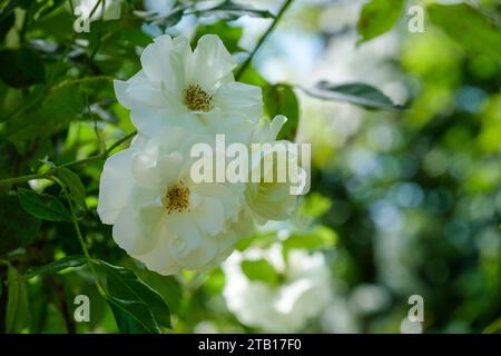 rosa Iceberg, iceberg rose, floribunda, double, fleurs blanches pures Banque D'Images