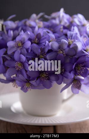 photographie, fleurs d'hépatica, anémone bleue, tôt, fleurs de forêt, printemps, premier, violet, fond, gros plan, vase, violet, nature, fleur sauvage, bota Banque D'Images