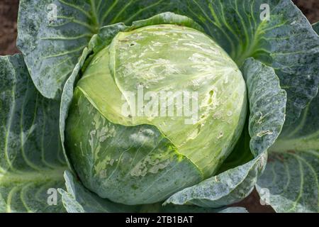 Chou blanc endommagé par des chenilles et des limaces dans le jardin avec des trous sur les feuilles, vue de dessus. Banque D'Images