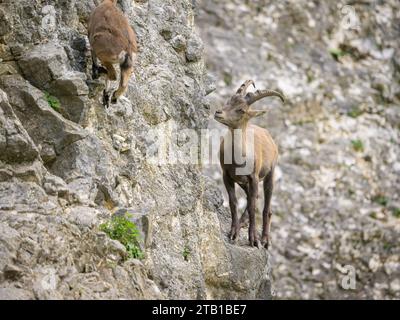 Deux jeunes ibexes alpins se battant sur un front de roche, jour nuageux dans un zoo autrichien Banque D'Images