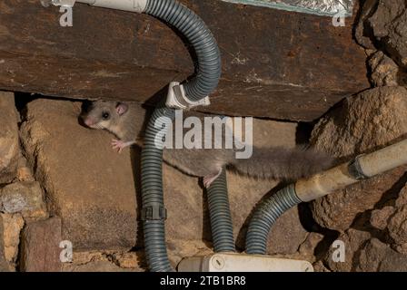 Loir comestible européen, Glis glis, vivant dans la cave de l'ancienne ferme, France. Banque D'Images