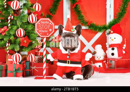 Bulldog français portant le costume de chien du Père Noël à côté des décorations saisonnières avec l'arbre de Noël Banque D'Images