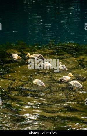 Troupeau de canards dans le lac dans la province de CAO Bang, Vietnam Banque D'Images