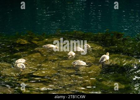 Troupeau de canards dans le lac dans la province de CAO Bang, Vietnam Banque D'Images