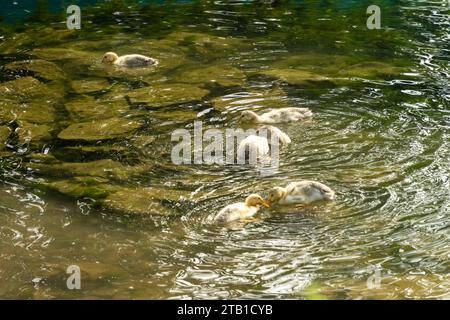 Troupeau de canards dans le lac dans la province de CAO Bang, Vietnam Banque D'Images