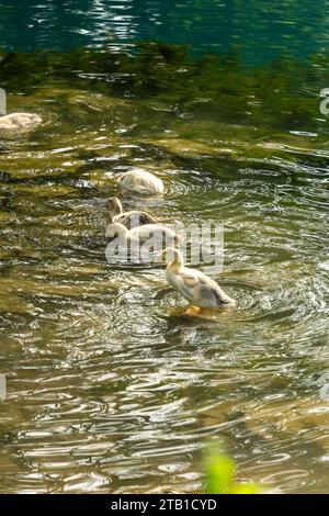 Troupeau de canards dans le lac dans la province de CAO Bang, Vietnam Banque D'Images