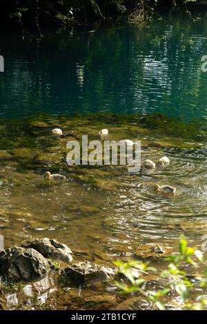 Troupeau de canards dans le lac dans la province de CAO Bang, Vietnam Banque D'Images