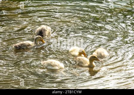 Troupeau de canards dans le lac dans la province de CAO Bang, Vietnam Banque D'Images