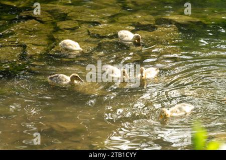 Troupeau de canards dans le lac dans la province de CAO Bang, Vietnam Banque D'Images