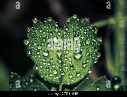 Une feuille verte vibrante avec des gouttelettes d'eau scintillantes sur fond d'une forêt profonde et sombre. Banque D'Images
