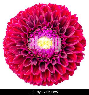 Vue de dessus de fleurs rouges, magenta et roses isolées sur fond blanc. Isolez une grande fleur avec un chemin de détourage. Exposition du Chrysanthème de Taipei. Banque D'Images