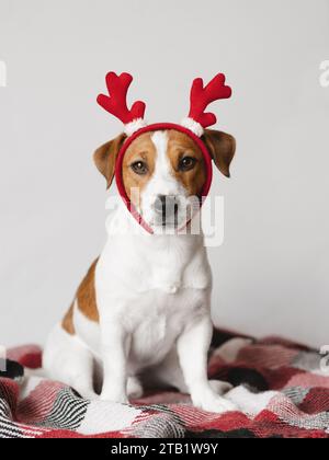 Jack Russell Terrier chien portant des bois de renne sur fond blanc Banque D'Images