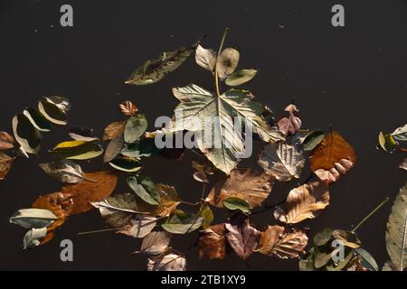 Feuilles tombées flottant à la surface d'un canal, Warwickshire, Royaume-Uni Banque D'Images