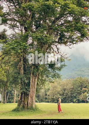 Femme près du grand arbre au paysage vert beautyful de Handara Banque D'Images