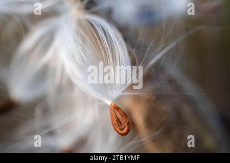 Asclepias syriaca, laitière commune, asclépiade à soie. Banque D'Images