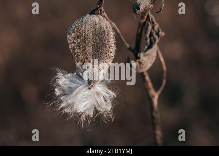 Asclepias syriaca, laitière commune, asclépiade à soie. Banque D'Images
