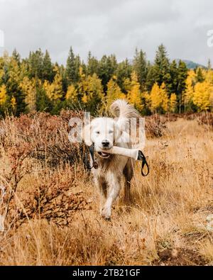 Golden Retriever jouant avec un jouet dans le Colorado à l'automne Aspens Banque D'Images