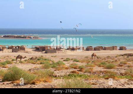 Chameaux et kitesurfers dans la plage d'eau claire comme arrière-plan, Dahab Banque D'Images