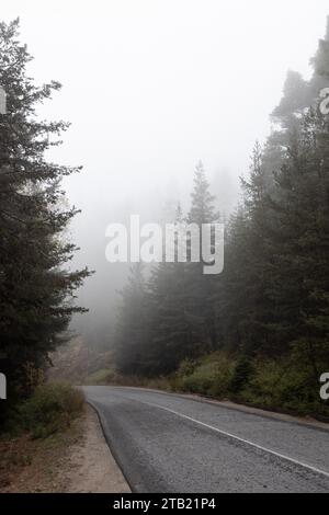 Route dans une forêt de pins, automne Banque D'Images