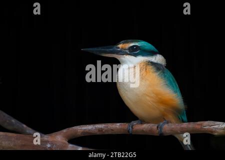 Vibrant Kingfisher perché sur Branch sur fond noir Banque D'Images