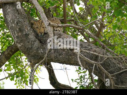 Un léopard repose dans un arbre en Afrique du Sud Banque D'Images