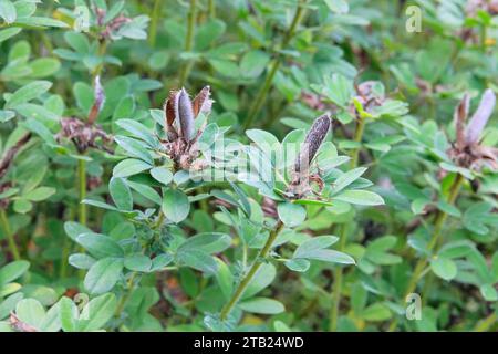 Fausses gousses de graines d'indigo. Gousses de plantes Baptisia. Des gousses de graines gonflées et oblongues avec une pointe pointue à l'apex se développent. Graines en forme de rein. Banque D'Images