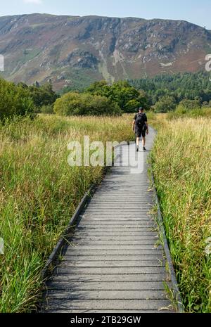 Homme marcheur touriste marchant sur le chemin de promenade sur la zone humide à Manesty Woods près de Derwentwater en été Lake District National Park Cumbria Angleterre Royaume-Uni Banque D'Images