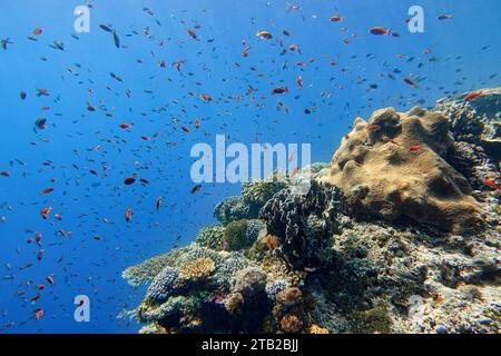 Indonésie Alor Island - vie marine récif corallien avec des poissons tropicaux Banque D'Images