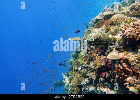 Indonésie Alor Island - vie marine récif corallien avec des poissons tropicaux Banque D'Images