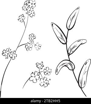 Encre : une collection de fleurs sauvages. Fleurs et bourgeons des champs dessinés à la main, ainsi qu'une branche d'herbes forestières. Plantes médicinales et feuillage décoratif Illustration de Vecteur