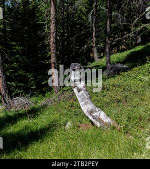 Tronc de mélèze mort sculpté en forme de champignon (Vallée d'Ayas, Vallée d'Aoste, Italie). Banque D'Images