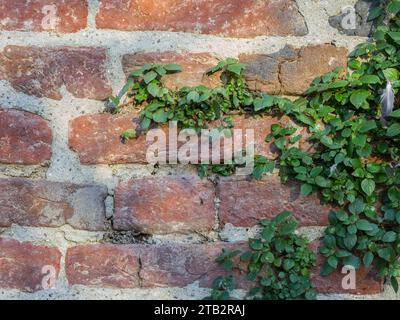 San Giuliano Milanese, Italie - 15 novembre 2023 : mur de briques avec rampante. Banque D'Images