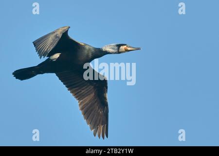 Cormorant Phalacrocorax carbo en vol. Voler avec des ailes déployées dans un ciel bleu clair, gros plan. Trencin, Slovaquie Banque D'Images