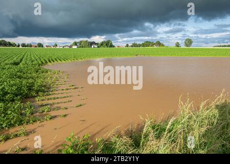 Champ de pommes de terre inondé en raison de fortes tempêtes. Ciel nuageux et orageux Banque D'Images