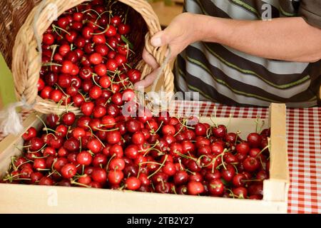 Ferme fruitière de Claire et Pascal Crevel au Mesnil-sous-Jumieges (nord de la France) : cueillette de cerises dans la vallée de Seine. Panier en osier rempli de râteau Banque D'Images