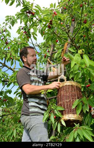 Ferme fruitière de Claire et Pascal Crevel au Mesnil-sous-Jumieges (nord de la France) : cueillette de cerises dans la vallée de Seine. Homme debout sur une échelle piki Banque D'Images