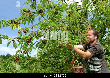 Ferme fruitière de Claire et Pascal Crevel au Mesnil-sous-Jumieges (nord de la France) : cueillette de cerises dans la vallée de Seine. Homme debout sur une échelle piki Banque D'Images