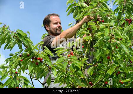 Ferme fruitière de Claire et Pascal Crevel au Mesnil-sous-Jumieges (nord de la France) : cueillette de cerises dans la vallée de Seine. Homme debout sur une échelle piki Banque D'Images