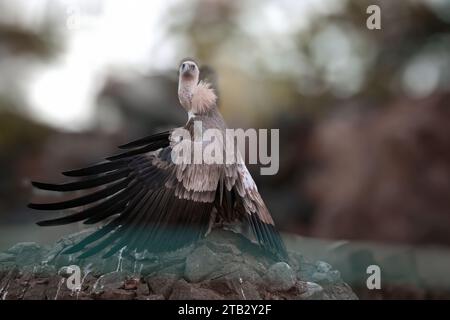 Portrait d'un vautour charogné, jeune vautour griffon Gyps fulvus Banque D'Images