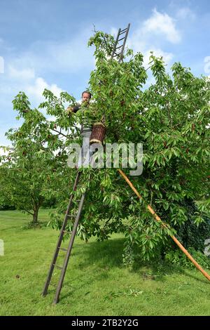 Ferme fruitière de Claire et Pascal Crevel au Mesnil-sous-Jumieges (nord de la France) : cueillette de cerises dans la vallée de Seine. Homme debout sur une échelle piki Banque D'Images